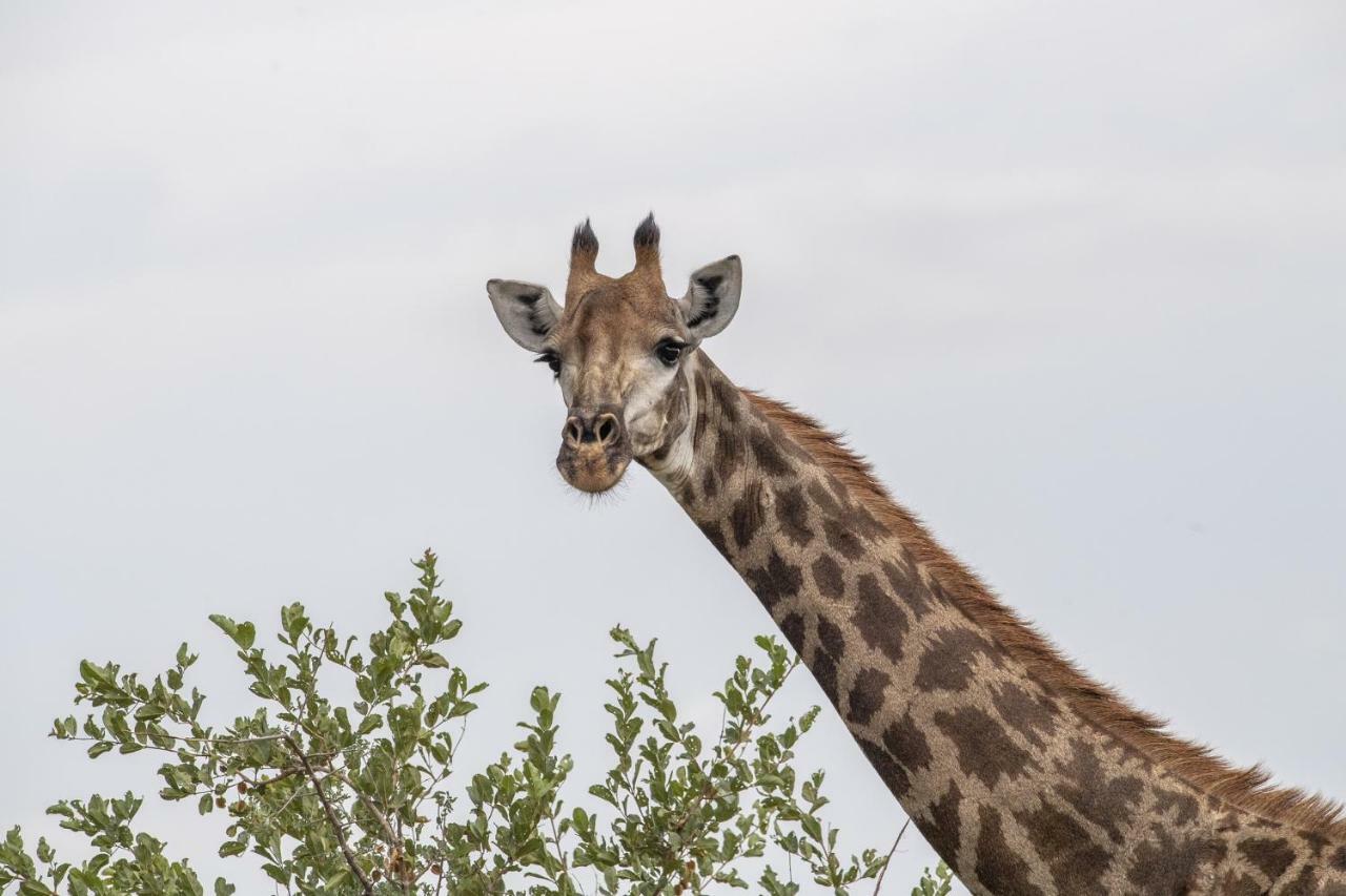 Simbavati Hilltop Lodge Timbavati Game Reserve Eksteriør billede