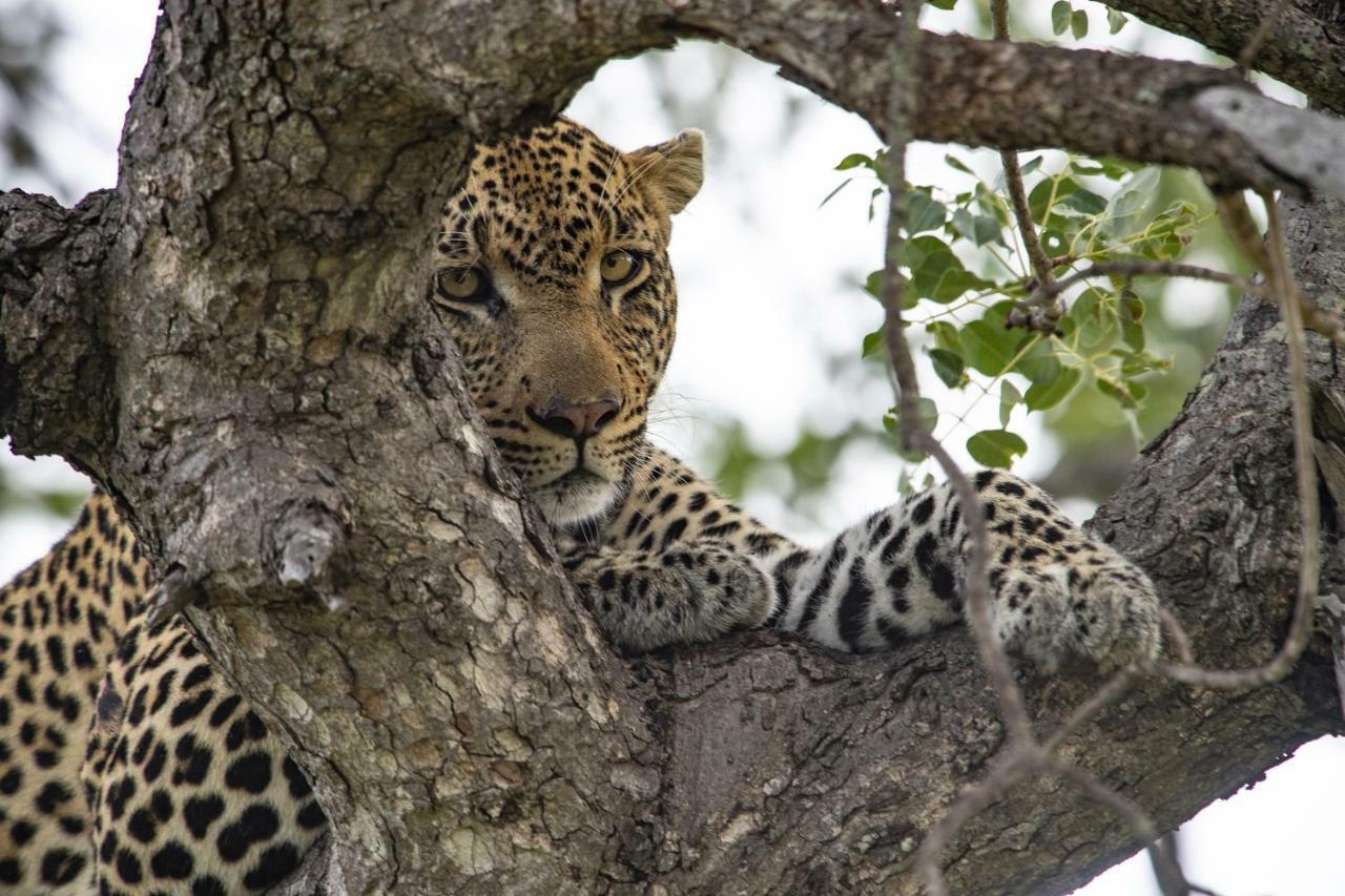 Simbavati Hilltop Lodge Timbavati Game Reserve Eksteriør billede